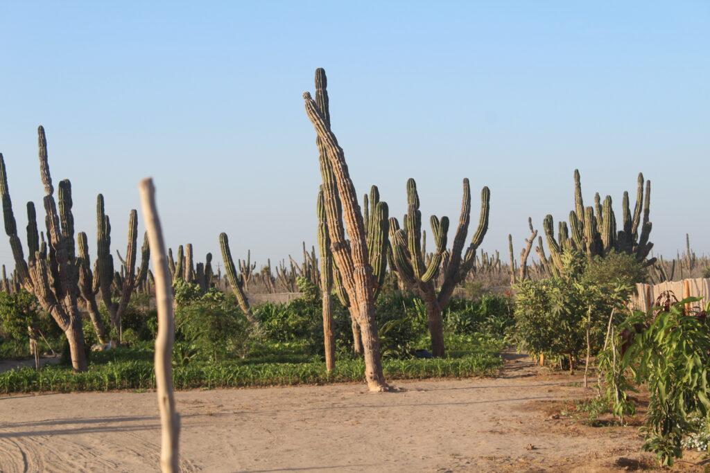 huerto en tu terreno